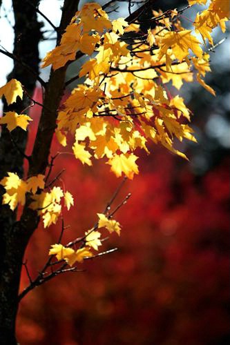 Fall Colors in Renton WA.