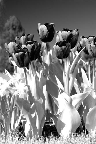 Infrared tulips