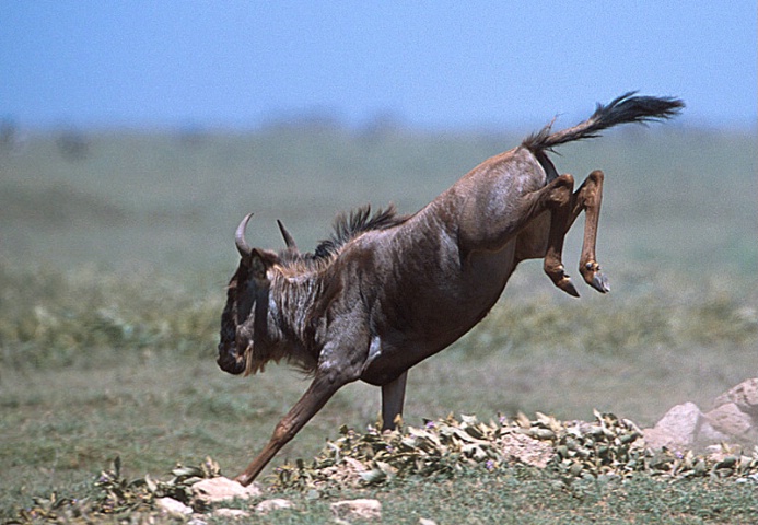 Wildebeest-Tanzania