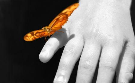 Little Fingers and Butterfly Wings