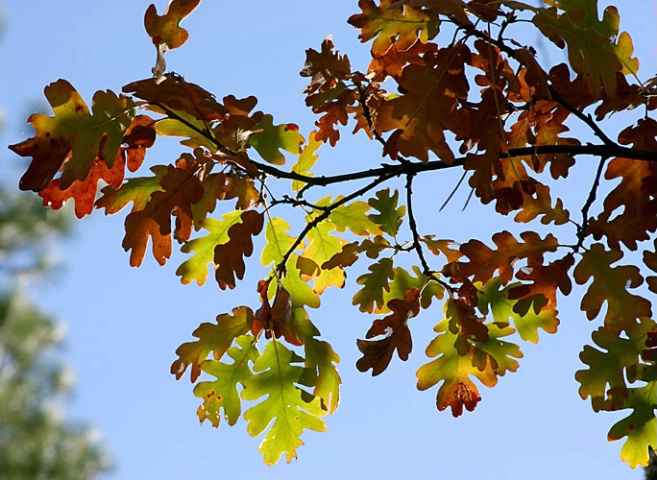 Colored Oak Tree Branch