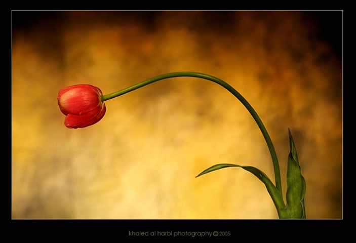 --Tulip--