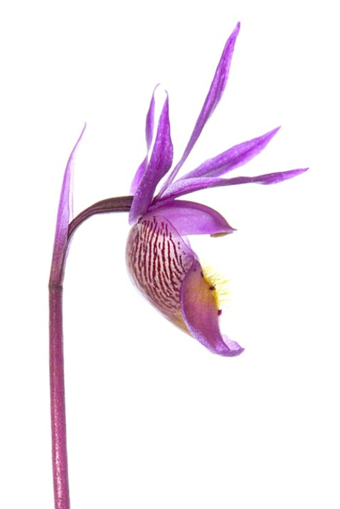 Calypso Orchid (Lady Slipper) Calypso bulbosa - ID: 907853 © Larry J. Citra