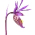 2Calypso Orchid (Lady Slipper) Calypso bulbosa - ID: 907853 © Larry J. Citra