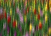 Tu Tu Tulips