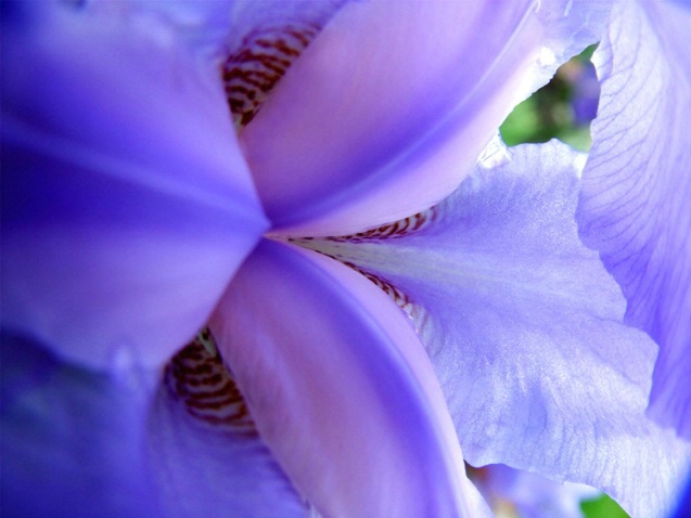 Inner Beauty - ID: 908531 © Michèle J. Thomas