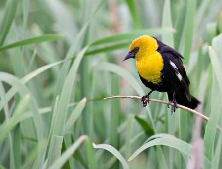 Yellow Headed Blackbird