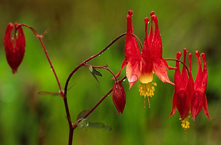 Columbine #1