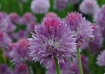 Shades Of Purple