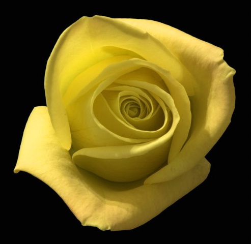 Isolated Rose