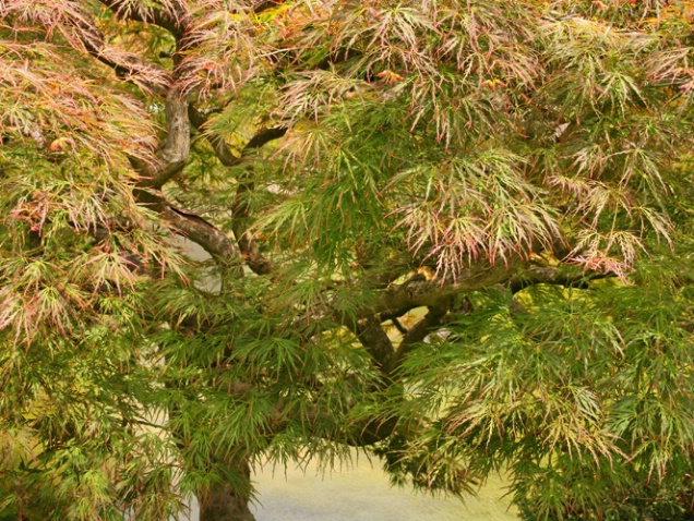 Solitary Maple - ID: 910301 © Sharon C. Nickodem