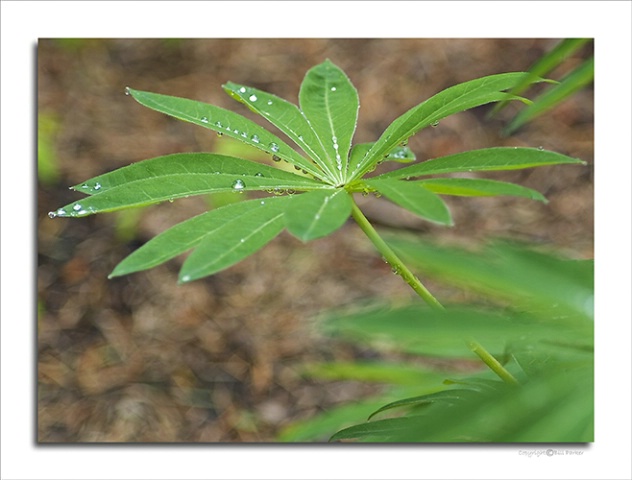Lupine after spring rain