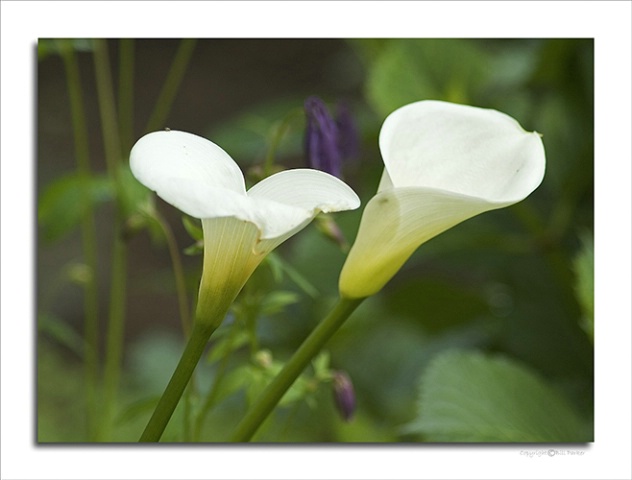Calla lilies in spring