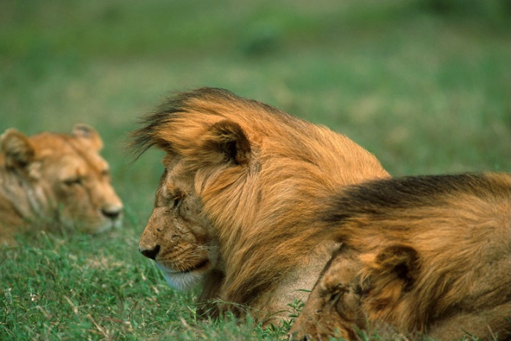 Lions-Tanzania