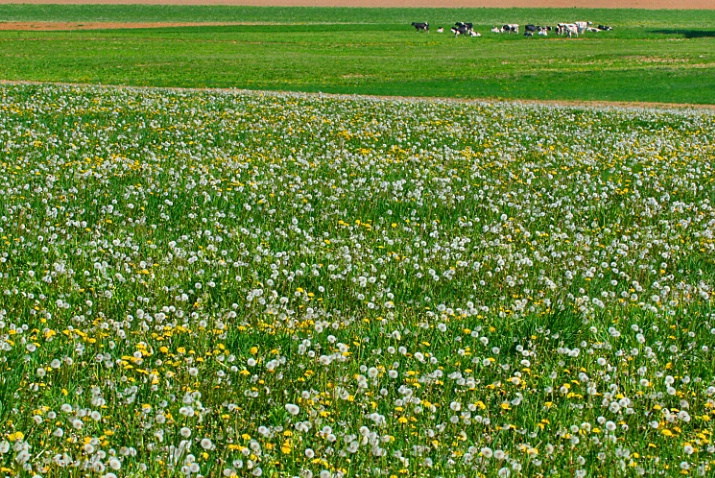 Sugar Valley Farmland