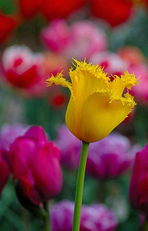 colors of tulps