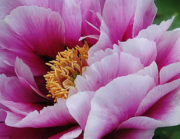 Peony