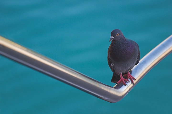 Pigeon on the steel railing