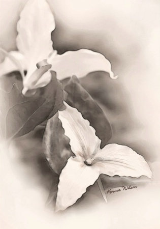 Trillium 
