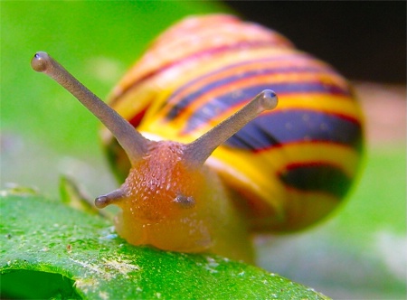 popeye the snail