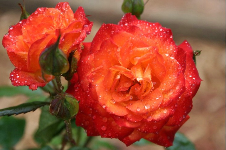 Blazing Roses