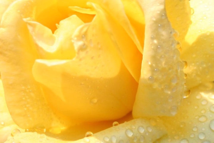 Waterdrops n' A Yellow Rose