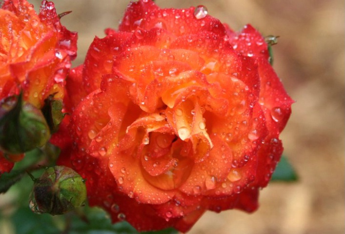 Rose of Fire