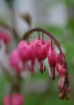 Bleeding Heart