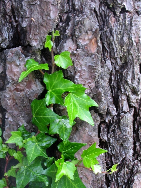 Texture Bark