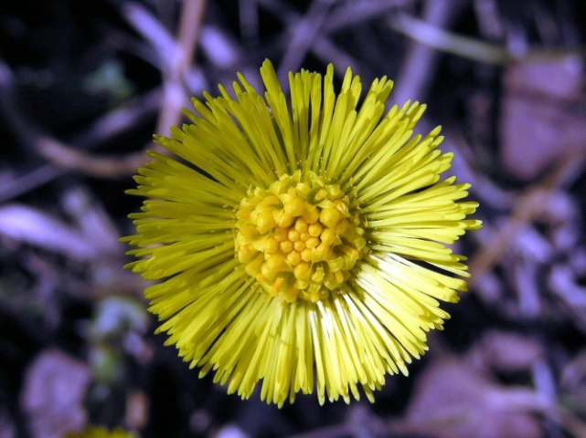 Lonely ColtsFoot