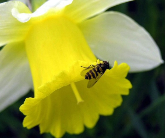 Flowerfly & Daffodil