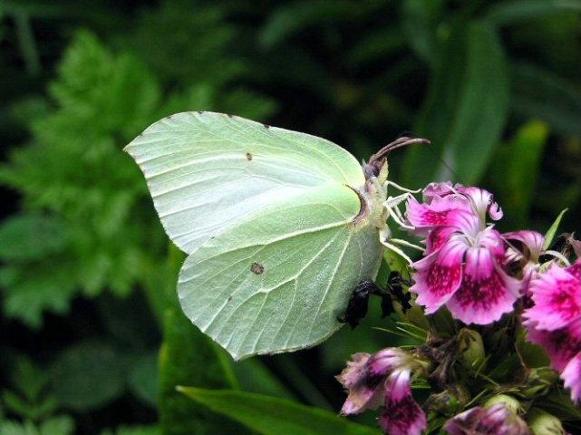 Butterfly-2