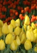 YELLOW AND RED