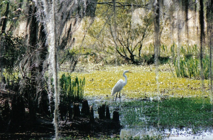Louisiana Swamp Bird