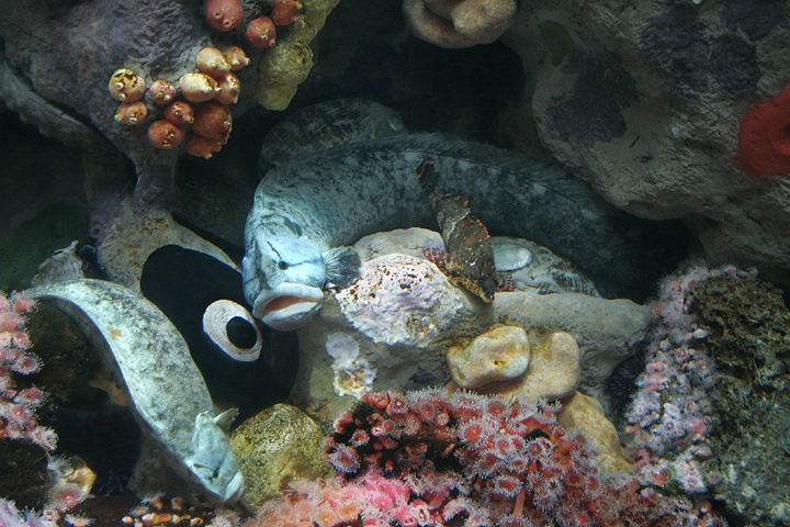 Monkey Faced Eel