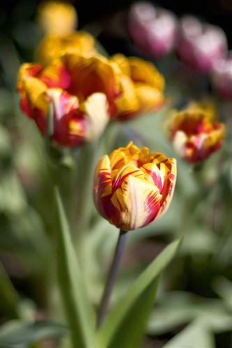 Painted Tulip