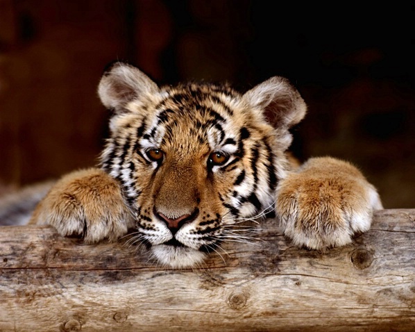 Mendhi Tiger Cub on Log