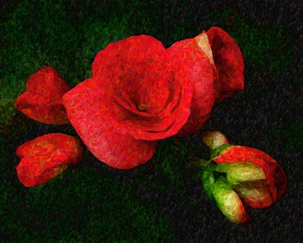 Red Reiger Begonias