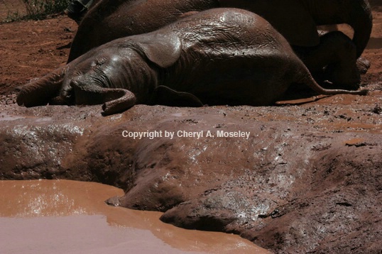 Elephants in mud #2 7066 - ID: 915877 © Cheryl  A. Moseley