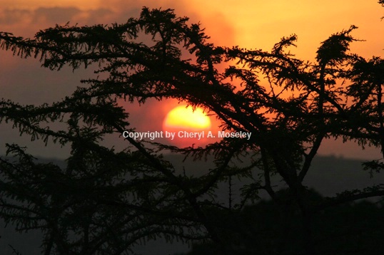 Eye of the Serengeti Sun 7536 - ID: 916067 © Cheryl  A. Moseley