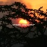 © Cheryl  A. Moseley PhotoID# 916067: Eye of the Serengeti Sun 7536