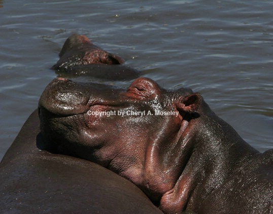 Happy Hippos 6854 - ID: 916070 © Cheryl  A. Moseley