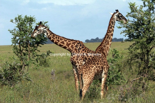 Giraffe Browsing with a Friend 6962 - ID: 916072 © Cheryl  A. Moseley
