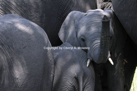 Baby Elephant Reaching Out 7482 - ID: 916075 © Cheryl  A. Moseley