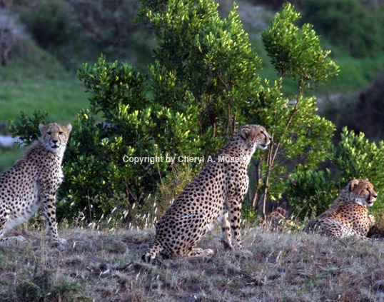 3 Cheetahs in Afternoon Sun 7214 - ID: 916076 © Cheryl  A. Moseley
