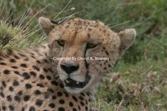Cheetah's Face 6923 - ID: 916077 © Cheryl  A. Moseley