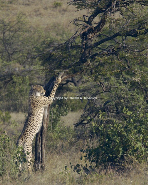Cheetah Doing Yoga Stretch 7191 - ID: 916078 © Cheryl  A. Moseley