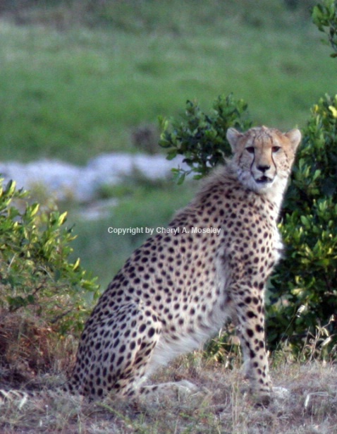 Cheetah Sitting & Watching 7214 - ID: 916079 © Cheryl  A. Moseley