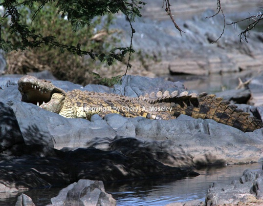 20' Long Nile Crocodile 6811 - ID: 916080 © Cheryl  A. Moseley