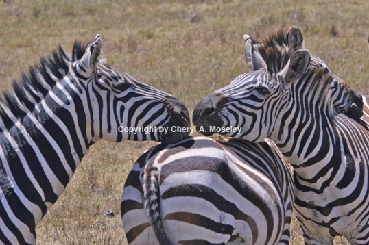 Zebras Kissing 6717 - ID: 916167 © Cheryl A. Moseley